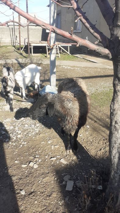 Қои сатамын жем жеп тұрған