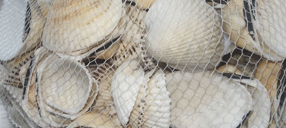 Cochilii scoici pentru decor handmade