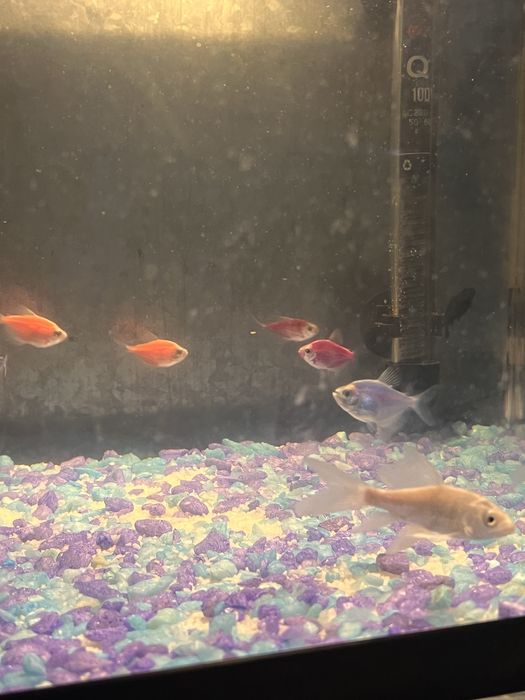 Рыбка аквариумная