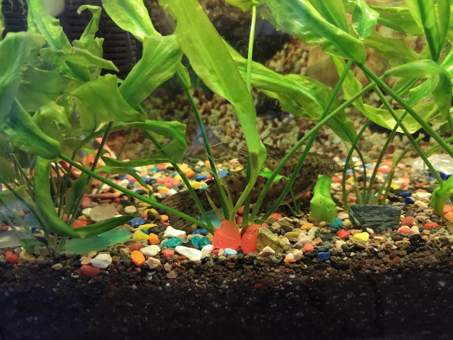 Аквариум с рыбками