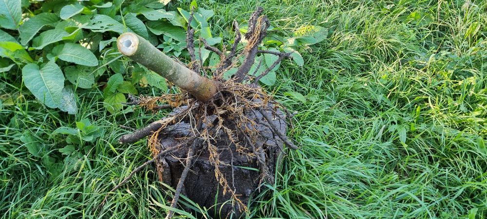 Butas Paulownia Hibrid 9501