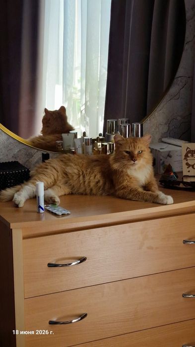 Рыжий котик ищет дом!