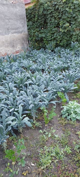 Varza Kale Bio de grădină