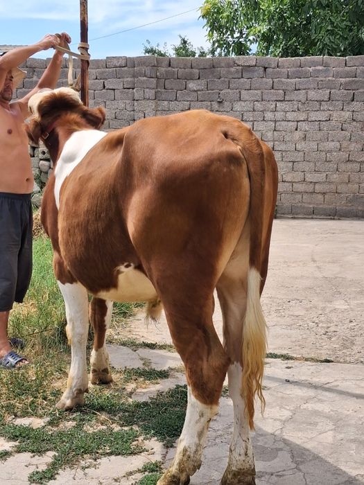 Buqa Simmental .
