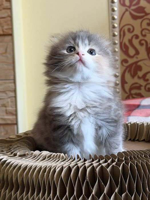 Шотландские вислоухие котята