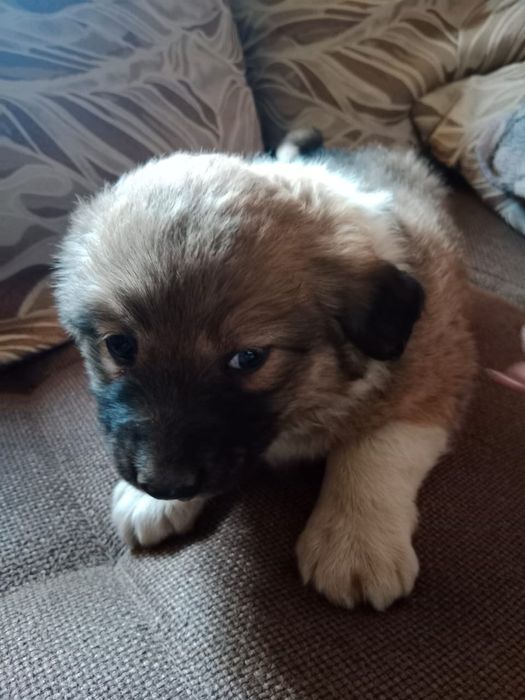 Щенки САО помесь