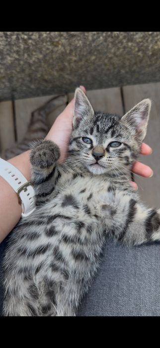 Котята в добрые руки!