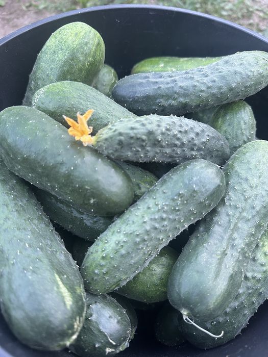 Продам домашние огурцы