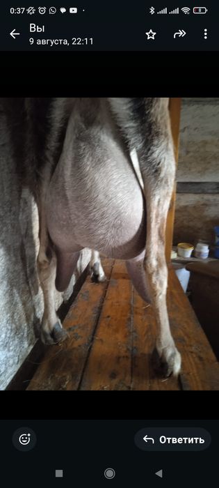 Продам или обменяю!