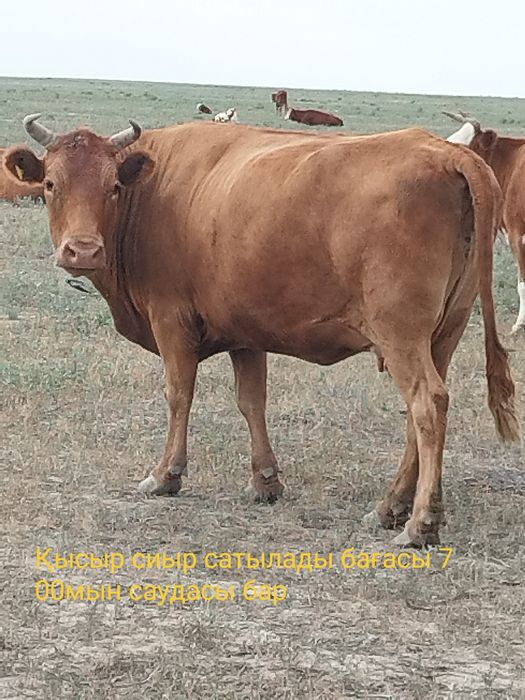 Бұқа 3жасар.Қысыр сиыр екеу