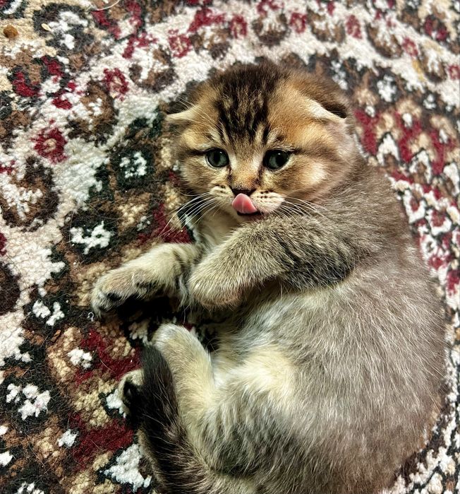 Шотладские котята