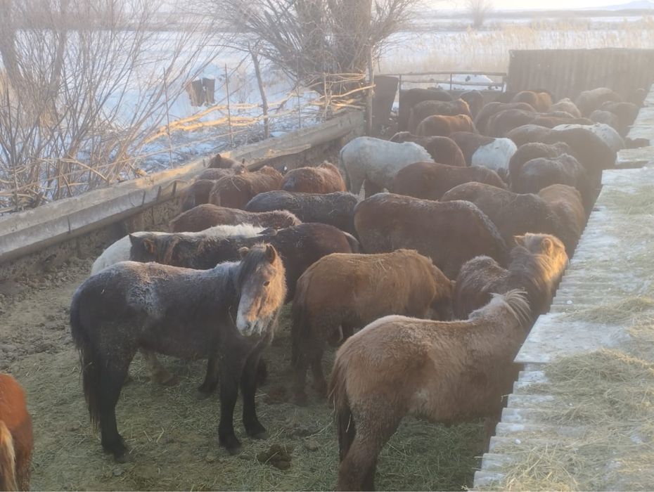 Жамбыл облысы ТАЙ ҚҰНАНДАР БАР.