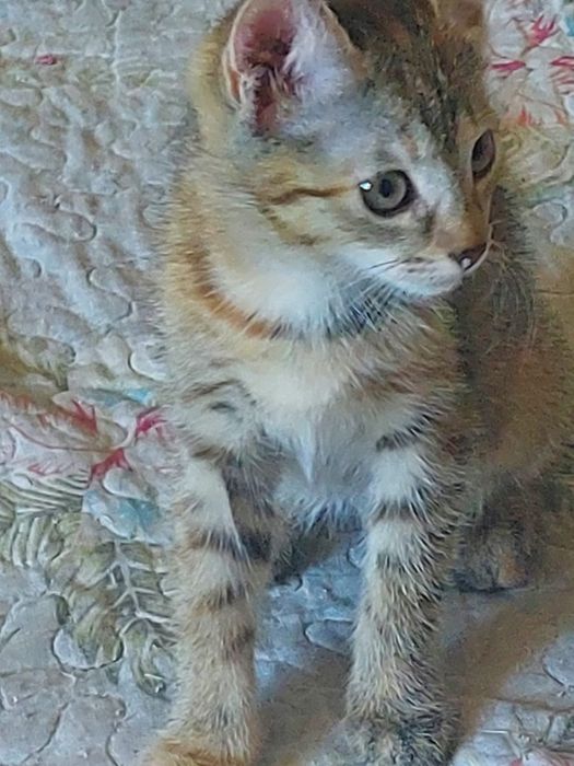 Отдам котонка в хорошие руки