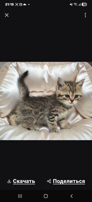 ШотЛандСкие -  - котЯта