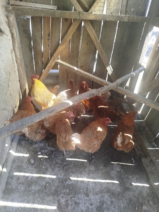 Продам или обменяю