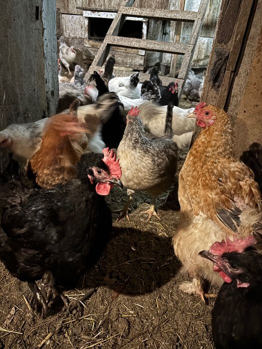 Продам курочек несушек