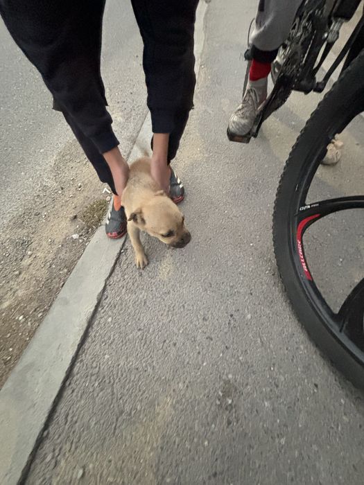 Мопс шымкент за 10000