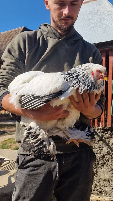 Brahma Albastru si Hd oua