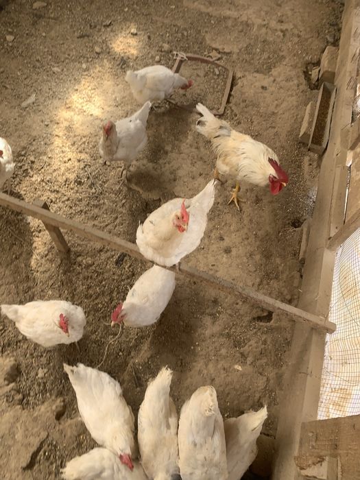 Damashiny tuxum 2.000 so’m