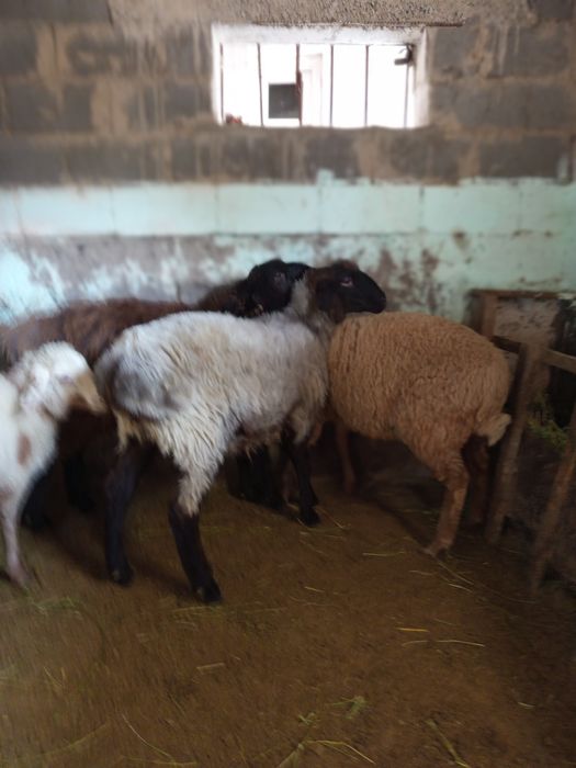 Продаем трёх барашек