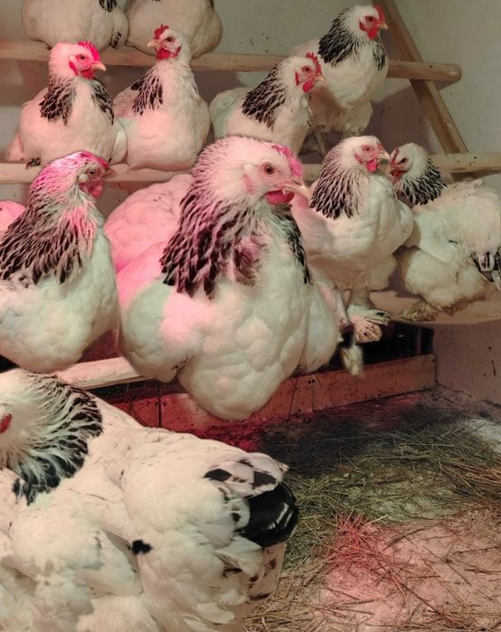 Ouă pentru incubat.