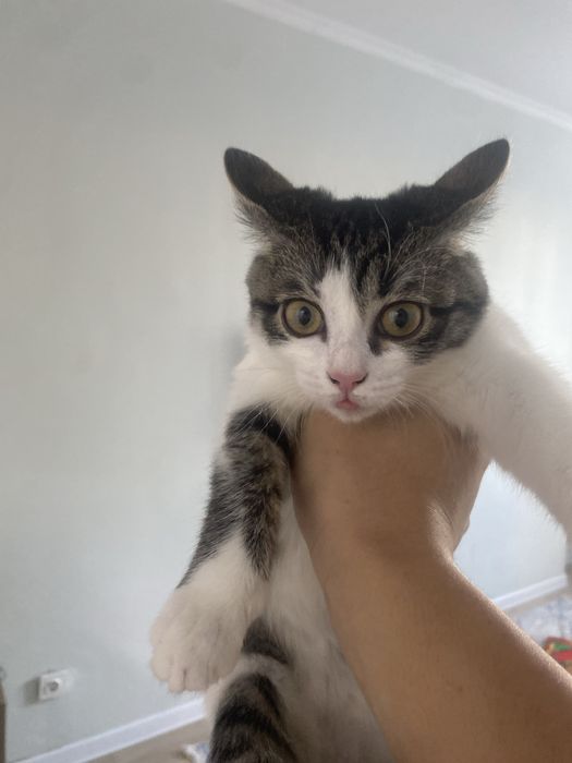 котенок 5 месяц гиперактивный