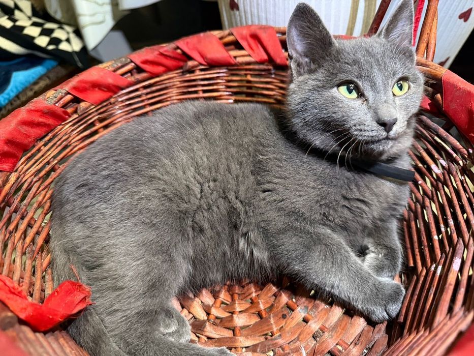 Котенок в добрые руки