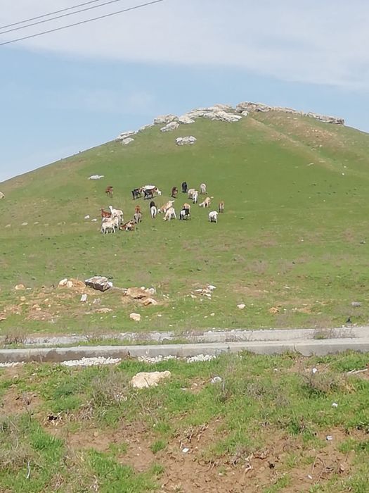 Ешкі сүті!Козье молоко!Ешки сути