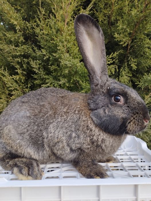 Продаются кролики