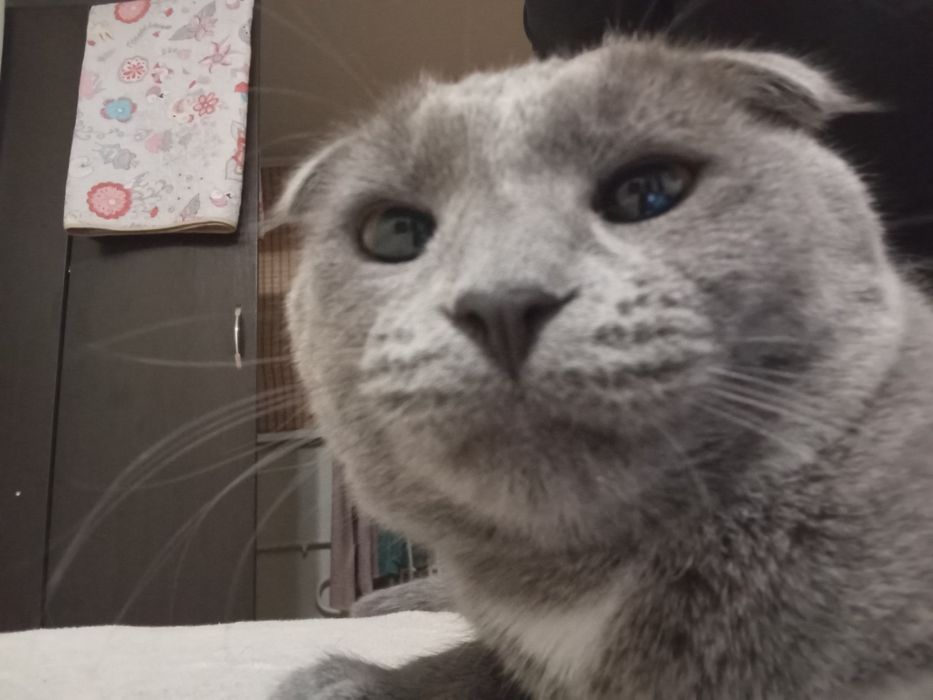 Отдам кошку Даром