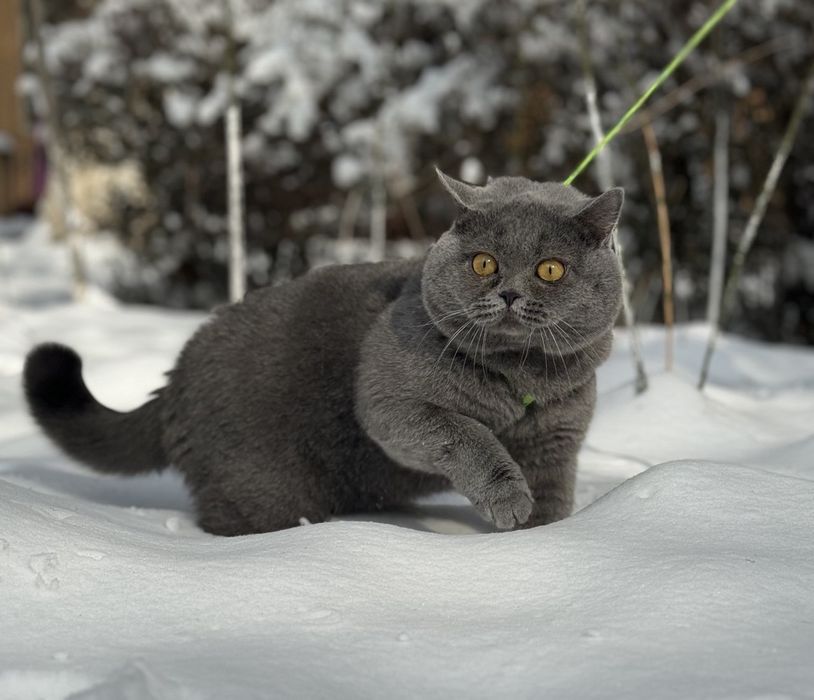 Вязка кота британской породы!