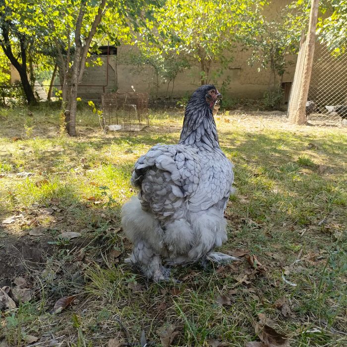 Кохинхин курица.