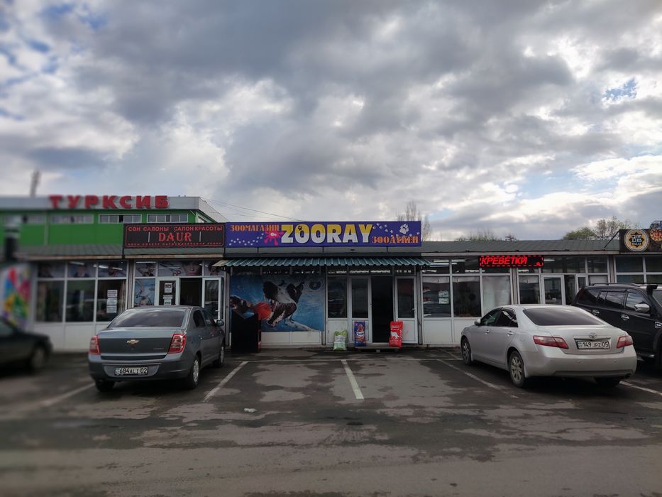 Попугаи корелла попугаи