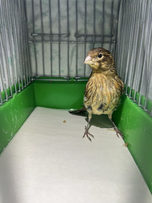 Kanareyka Канарейка