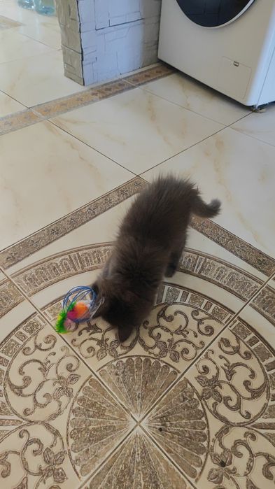 Отдам котенка в добрые руки