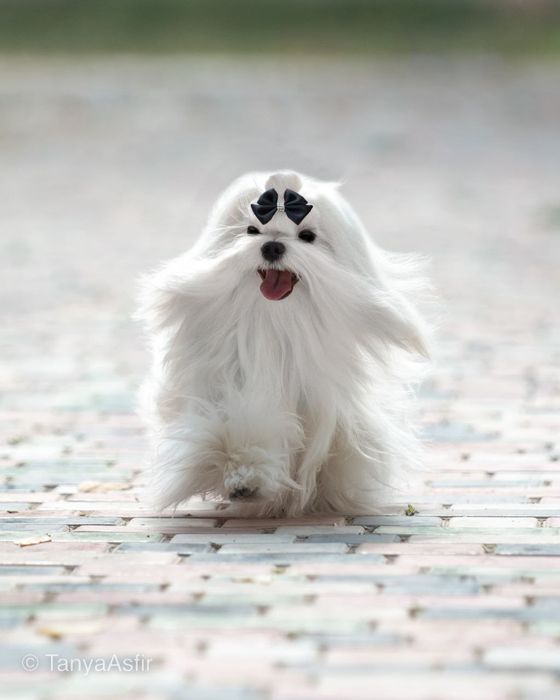 Вязка. Мальтезе, мальтийская болонка