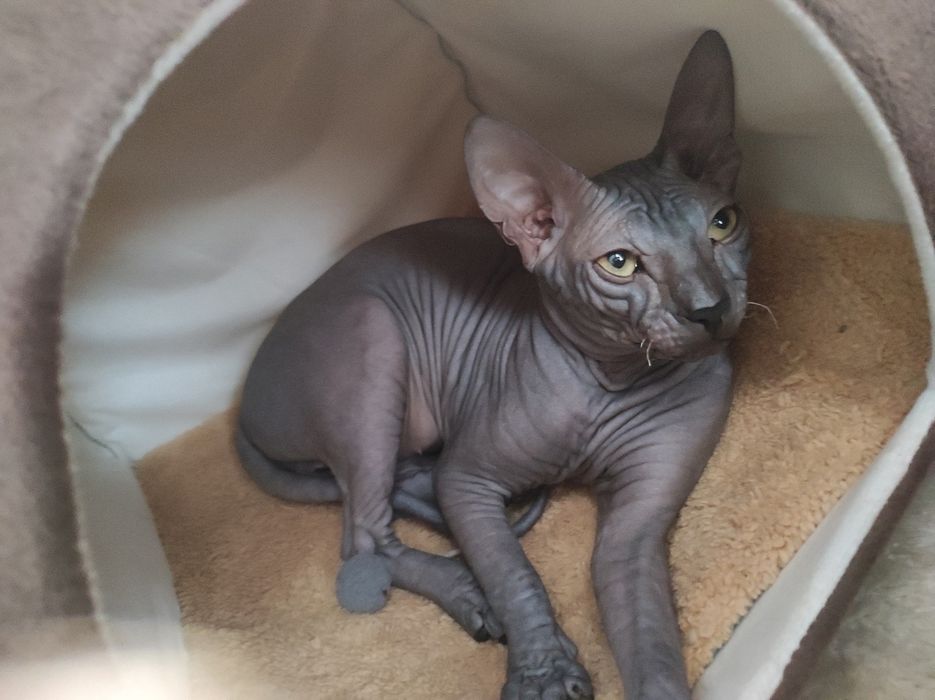 Котенок Донской Сфинкс