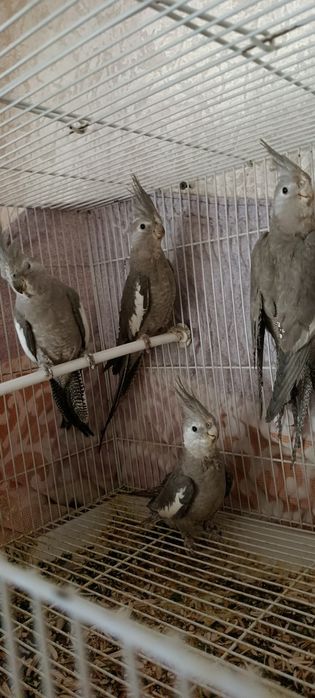 5 ta pokiston tòtilari bor erke hammasi