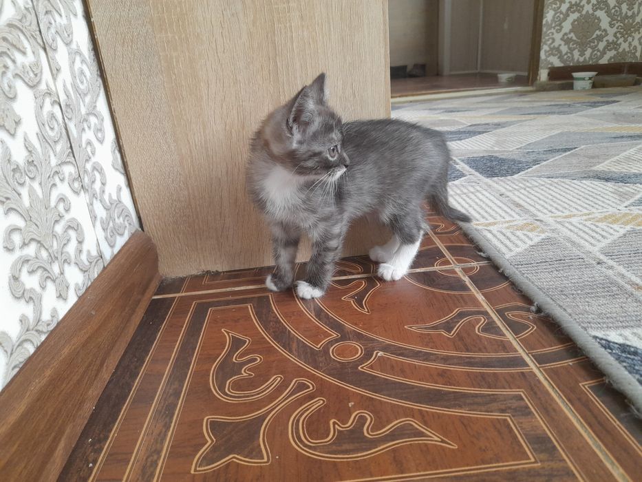 Котята бесплатно