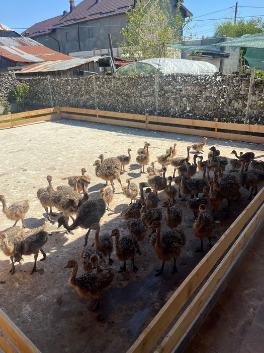 Pui De Struț negru african