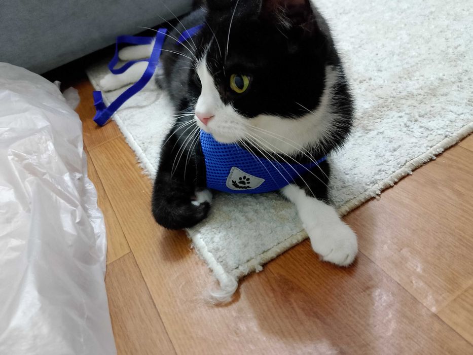 отдам кота в добрейшие руки