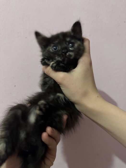 Mushukcha котята
