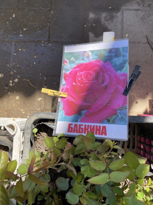 Закрый корень роза