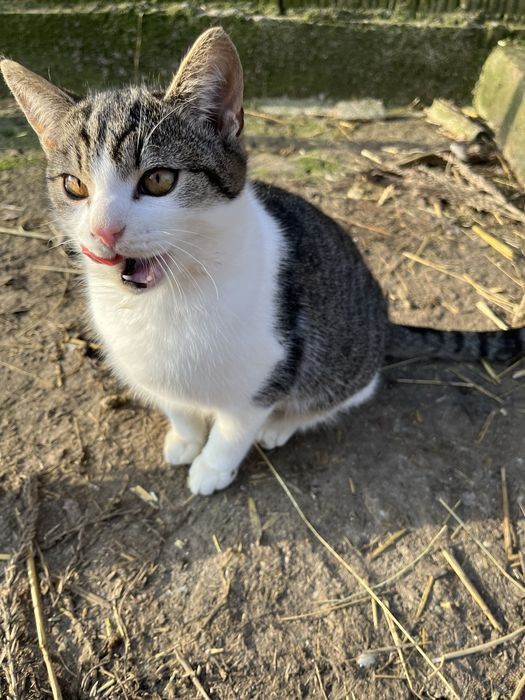 Pisicute spre adoptie