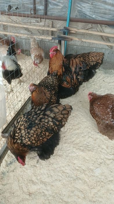 Продам кур породы орпингтон