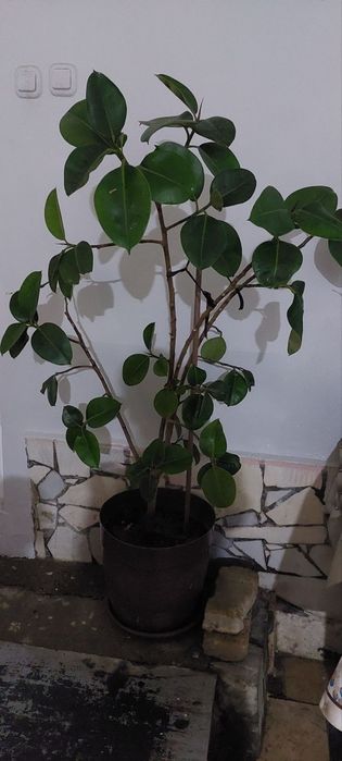 100 ta ga yaqin gullar mavjud