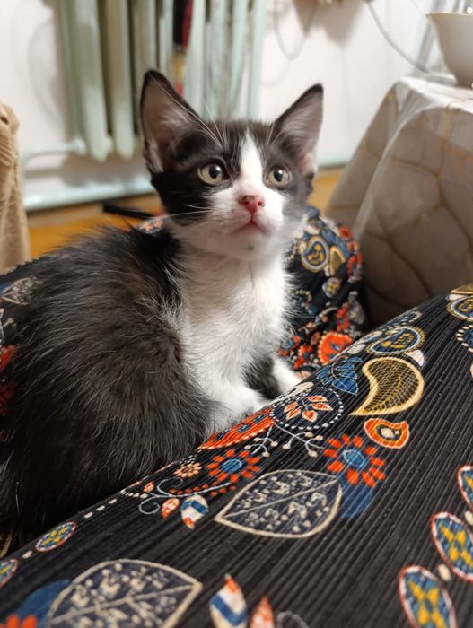 Подарю котят в хорошие руки