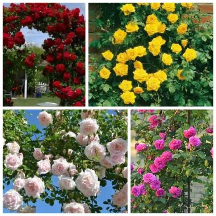 Răsad (butas) Trandafir cățărător /curgator, rosu, alb, roz sau galben