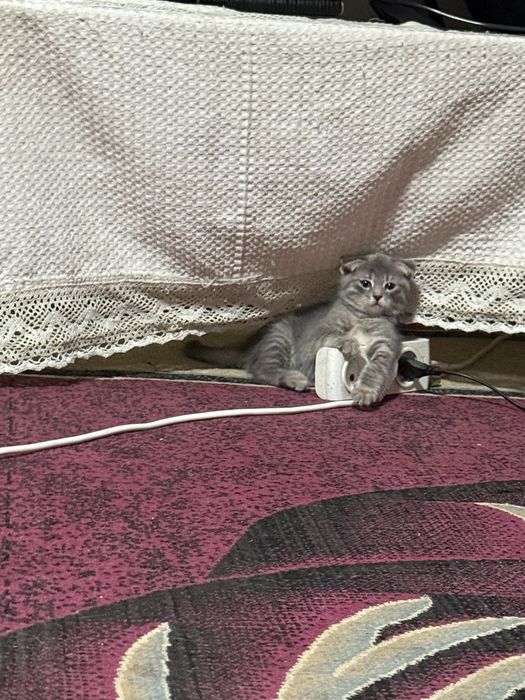 Шатланские котята