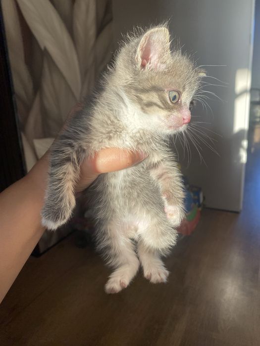 Отдам котенка в добрые руки